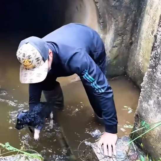 T2412015 Poor puppy was trapped in sewer man saw it recuse #animal