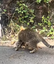 T0112007 #cat #catvideo #catsoftiktok _part2