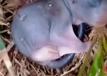 T2412016 When picked up baby squirrel, didn expect could raise