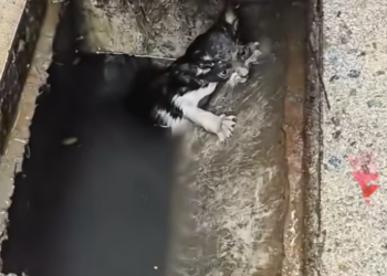 T2412017 little car fell into sewage pipe kind girl adopted