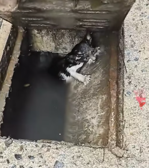 T2412017 little car fell into sewage pipe kind girl adopted