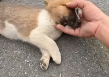 T2412018 Recuse two puppies was abandoned tied up in highway #animal #help…