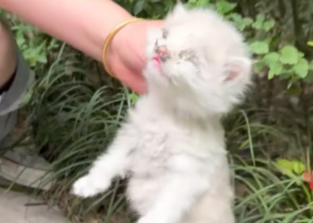 T2412019 Rescue stray cat in grass by roadside #rescue #animals #kitty