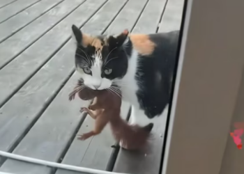 T2412021 My cat went out brought back little squirrel, she so cute