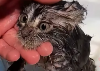 T2412023 poor little cat was abandoned in rain, but kind teacher