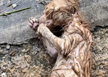 T2412025 pitiful cat had just experienced heavy rain but kind person