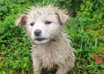 T2412026 lonely white puppy was crying on soil slope, her fur Soaked