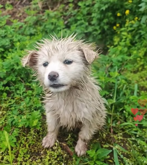 T2412026 lonely white puppy was crying on soil slope, her fur Soaked
