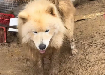 T2412027 poor dog was abandoned in yard.