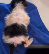 T0112008 Rescue poor puppy #rescue #rescueanimals #animals #dog #puppy_part2