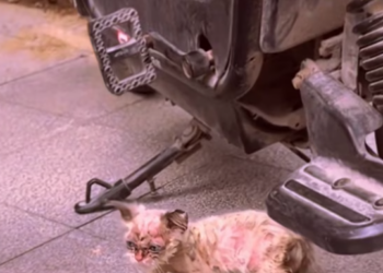 T2412028 Someone abandoned kitten skin disease