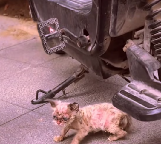 T2412028 Someone abandoned kitten skin disease