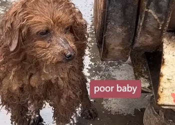 T2412029 stray poodle crying in rain, linvited her into car