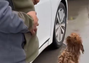 T2412030 Will you lend helping hand to dog strong desire survival