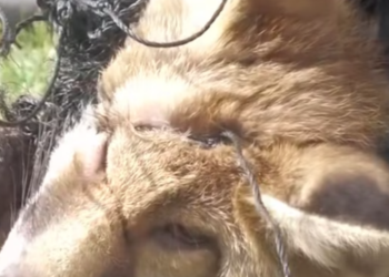 T2412031 Rescue silly fox trapped in net #animals #rescue #rescueanimals