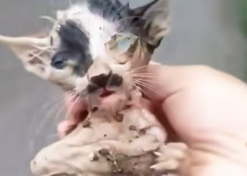 T2412032 Please stop give some help to cat has just its mother