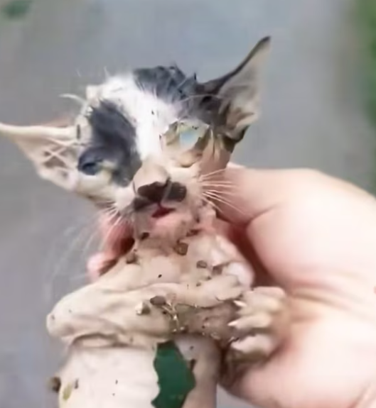 T2412032 Please stop give some help to cat has just its mother