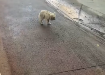 T2412034 An injured puppy was in danger, took her to hospital