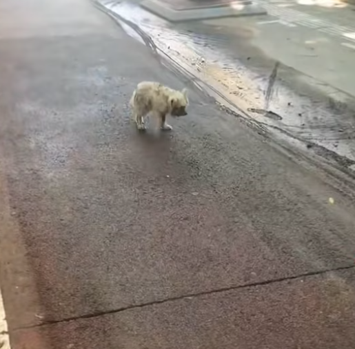 T2412034 An injured puppy was in danger, took her to hospital