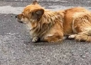 T2412035 Oh my god! There is little dog on roadside, she was hit by car