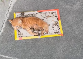 T2412036 Can you help me can scream.#animals #love #furbaby #kitten #meow