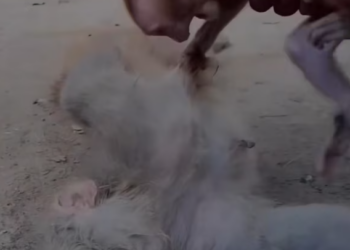 T2412037 baby monkey doesn want to leave its mother #animals #rescue