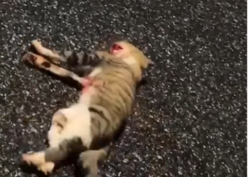 T2412038 Rescue poor kitty hit by car #cat #kitty #rescue #furbaby #animal