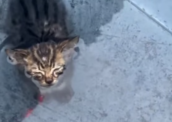 T2412039 Rescue poor kitty waiting to die in water #animals #kitten