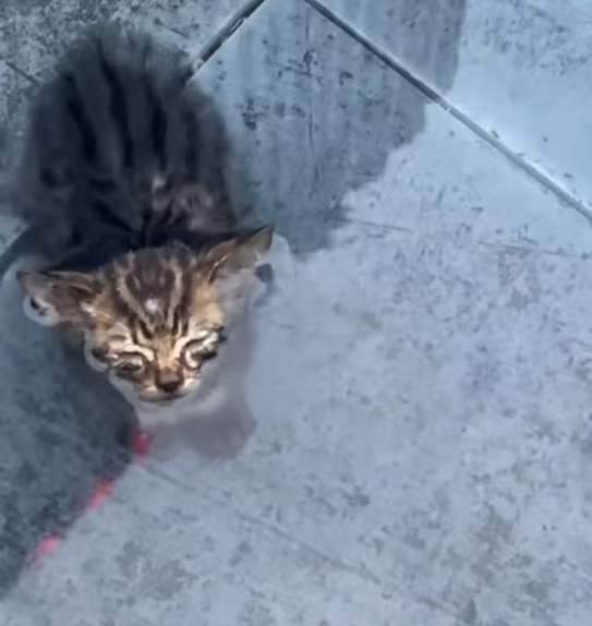 T2412039 Rescue poor kitty waiting to die in water #animals #kitten