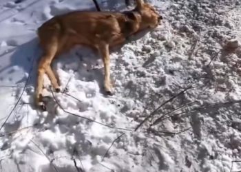 T2412040 Rescuing baby deer.#animals #love #save #deer #rescue #furbaby #fyp