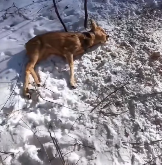 T2412040 Rescuing baby deer.#animals #love #save #deer #rescue #furbaby #fyp