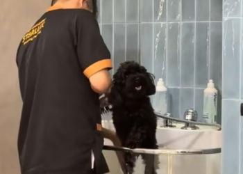 T3012001 Someone abandoned dog on road brought it home #animals