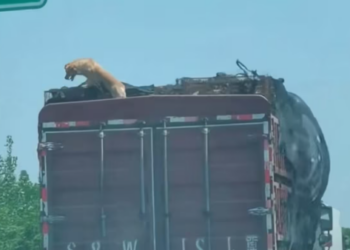 T3012002 Rescue dog jumped out of vehicle then #rescue #fyp #animal