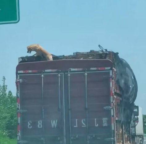 T3012002 Rescue dog jumped out of vehicle then #rescue #fyp #animal