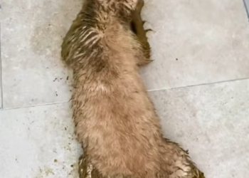 T3012003 Rescue poor kitty then #rescue #fyp #animals #cat #kitty #kitten