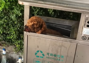 T3012004 Rescue dog abandoned in trash can then #rescue #animals #fyp
