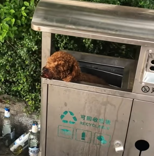 T3012004 Rescue dog abandoned in trash can then #rescue #animals #fyp