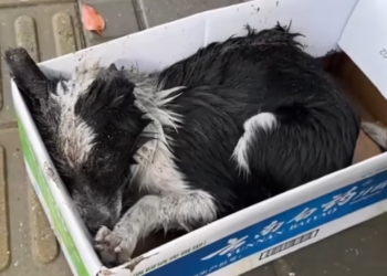 T3012005 Their beginning starts here #rescueanimal #animal #usa #rescuedog