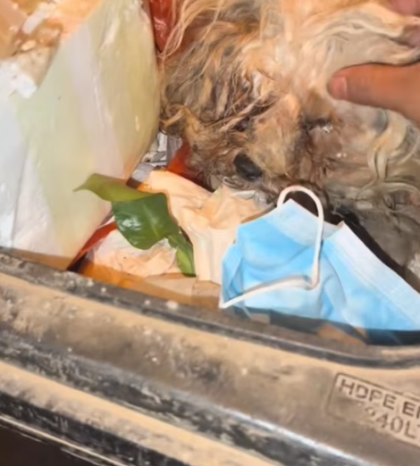 T3012006 Found dying puppy in trash#puppytiktok #dogsoftiktok #usa #fyp