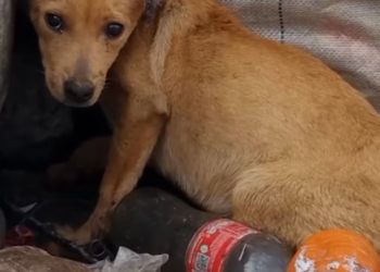 T3012007 Watch her get all unconditional love she never got do