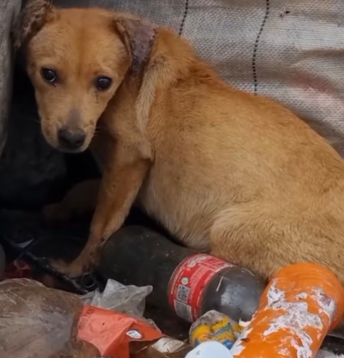 T3012007 Watch her get all unconditional love she never got do