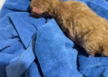 T3012008 found newborn kitten on side of road.I took it home