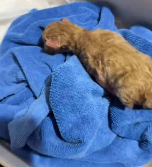 T3012008 found newborn kitten on side of road.I took it home