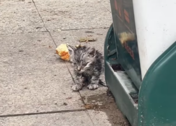 T3012009 found an abandoned stray kitten next to trash can. took it home