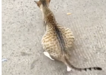 T3012010 Rescue poor cat then #animals #fyp #rescue #cat #love #kitten