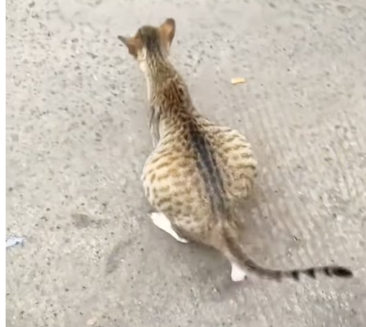 T3012010 Rescue poor cat then #animals #fyp #rescue #cat #love #kitten