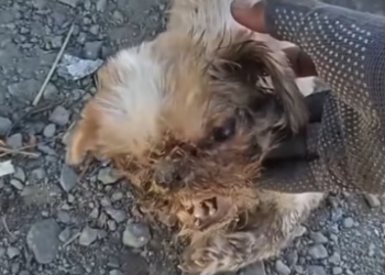 T3012011 In years of rescuing We have witnessed many miracle stories.