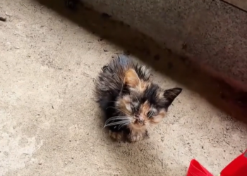 T3012012 Rescue poor kitten then #animals #fyp #rescue #cat #love #kitten