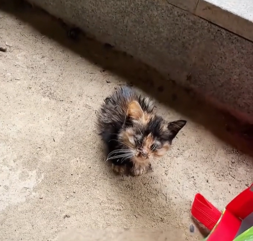 T3012012 Rescue poor kitten then #animals #fyp #rescue #cat #love #kitten