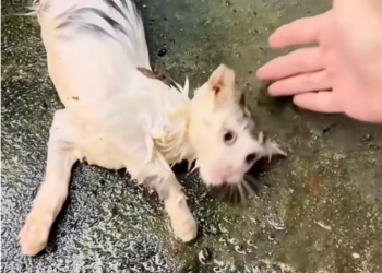 T3012013 Rescue poor cat then #animals #fyp #rescue #cat #love #kitten